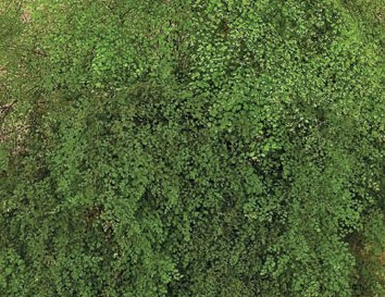 Adiantum microphyllum 'Little Ladyt'